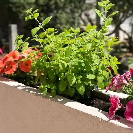 Melisa With Balcony & Free Parking דוברובניק